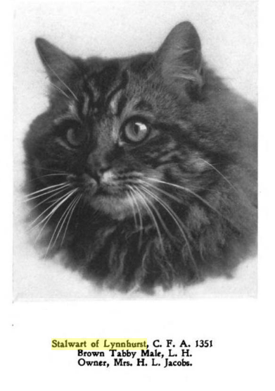 Stalwart of Lynnhurst, Long Hair Brown Male Tabby, owned by Mrs. H.L. Jacobs