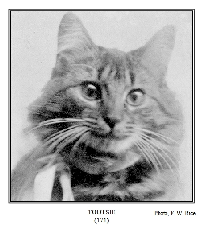 Tootsie, Long Hair Brown Female Tabby with Golden Eyes